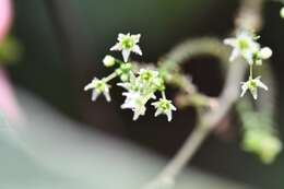 Image of Sicydium tamnifolium (Kunth) Cogn.