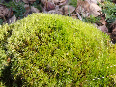 Image of Howell's dicranum moss