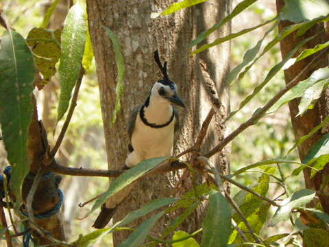 Image of Magpie-jay