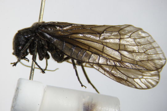 Image of <i>Sialis fuliginosa</i> Pictet 1836