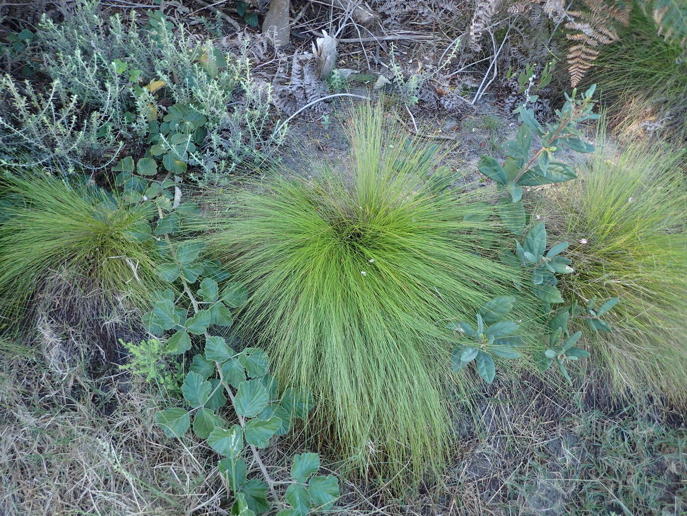 Image of Ficinia acuminata (Nees) Nees