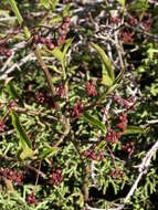 Image of Euonymus semenovii Regel & Herd.