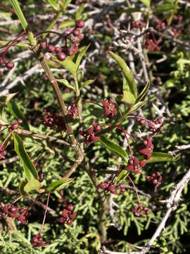 Plancia ëd Euonymus semenovii Regel & Herd.