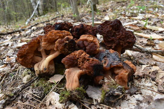 Imagem de Gyromitra venenata Hai J. Li, Z. H. Chen & Zhu L. Yang