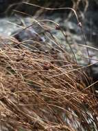 Image de Juncus trifidus L.