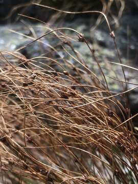 Image de Juncus trifidus L.