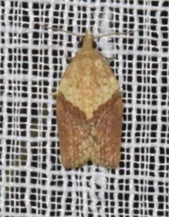 Image of Light brown apple moth