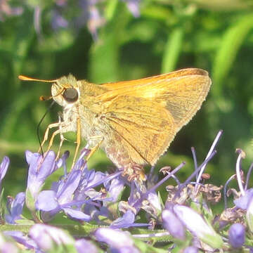 Image of Tawny-edged Skipper