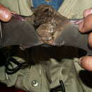Image of Miller's Long-tongued Bat