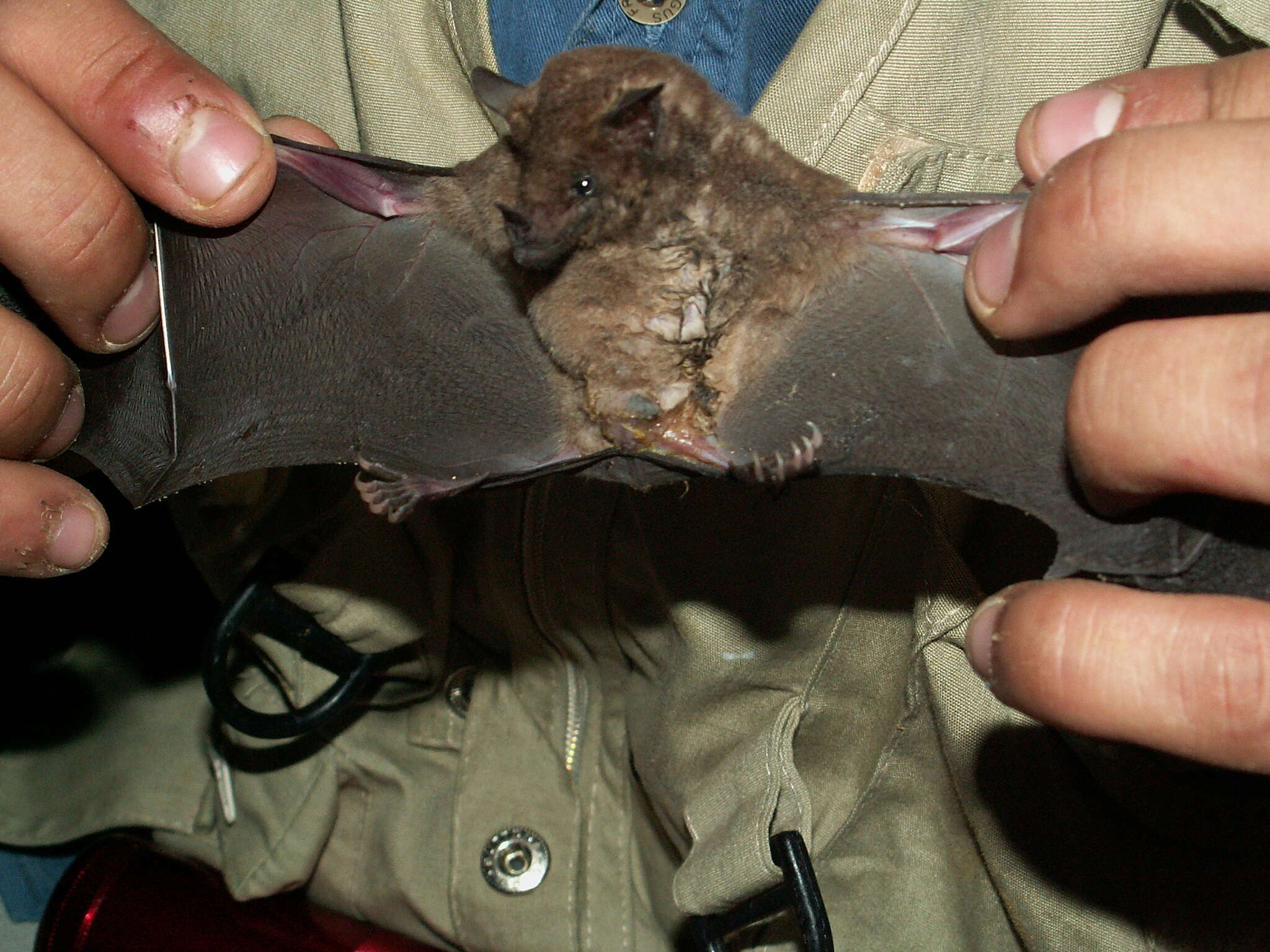 Image of Miller's Long-tongued Bat