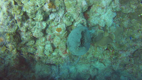 Image of bumpy ball sponge