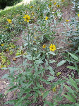 Image of oneflower helianthella