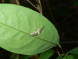 Image of <i>Spilomela perspicata</i>