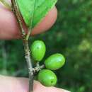 Image of northern spicebush