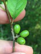 Image of northern spicebush