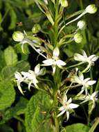 Image de Habenaria falcicornis (Lindl.) Bolus