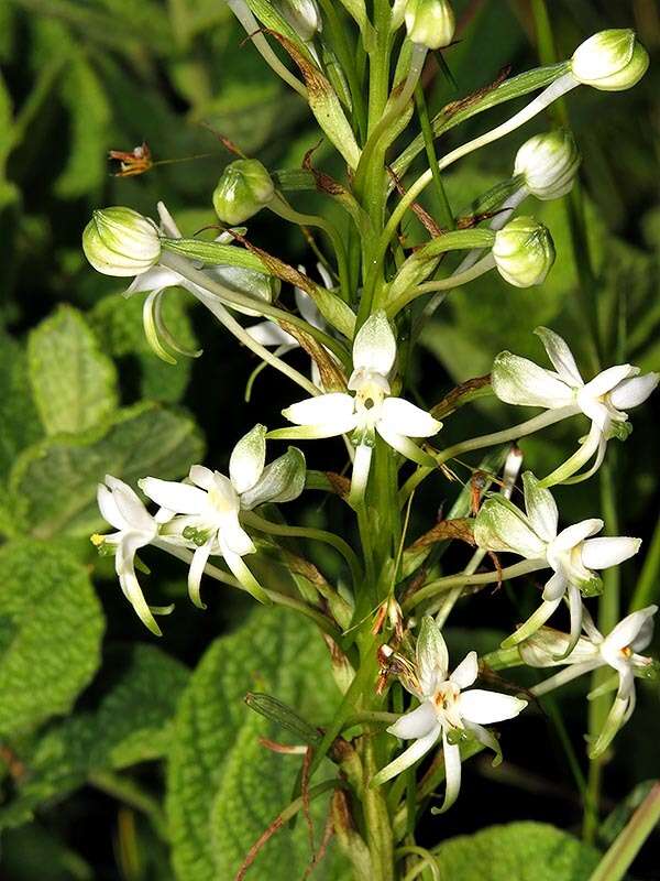 Image de Habenaria falcicornis (Lindl.) Bolus