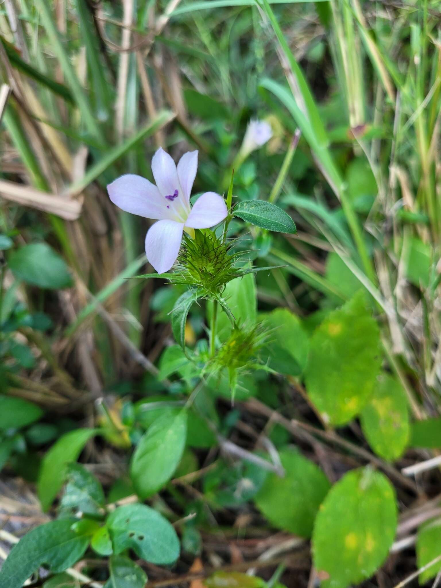 صورة Barleria saxatilis Oberm.