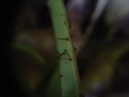 Plancia ëd Asplenium balansae (Bak.) Sylvestre