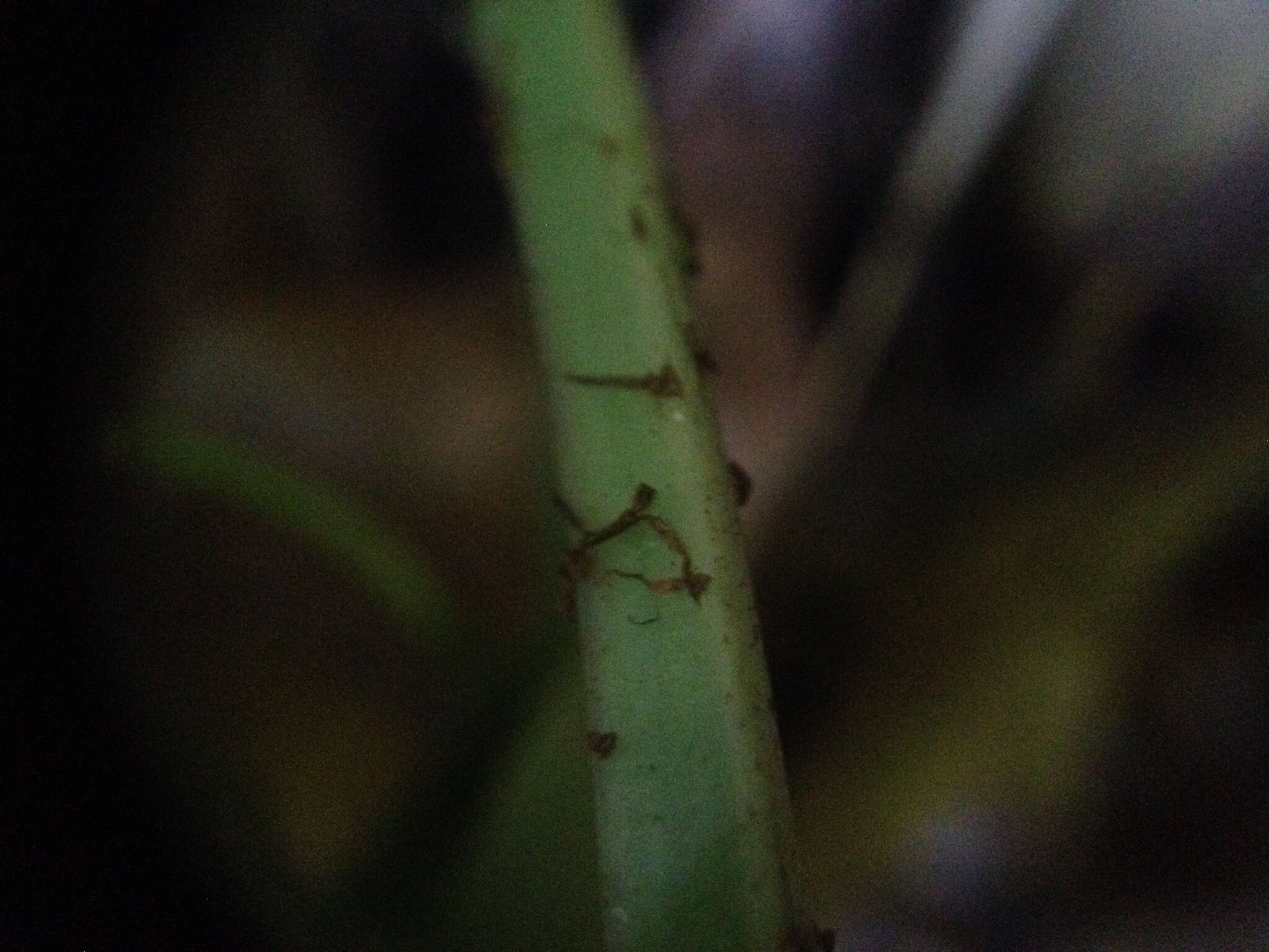 Image of Asplenium balansae (Bak.) Sylvestre