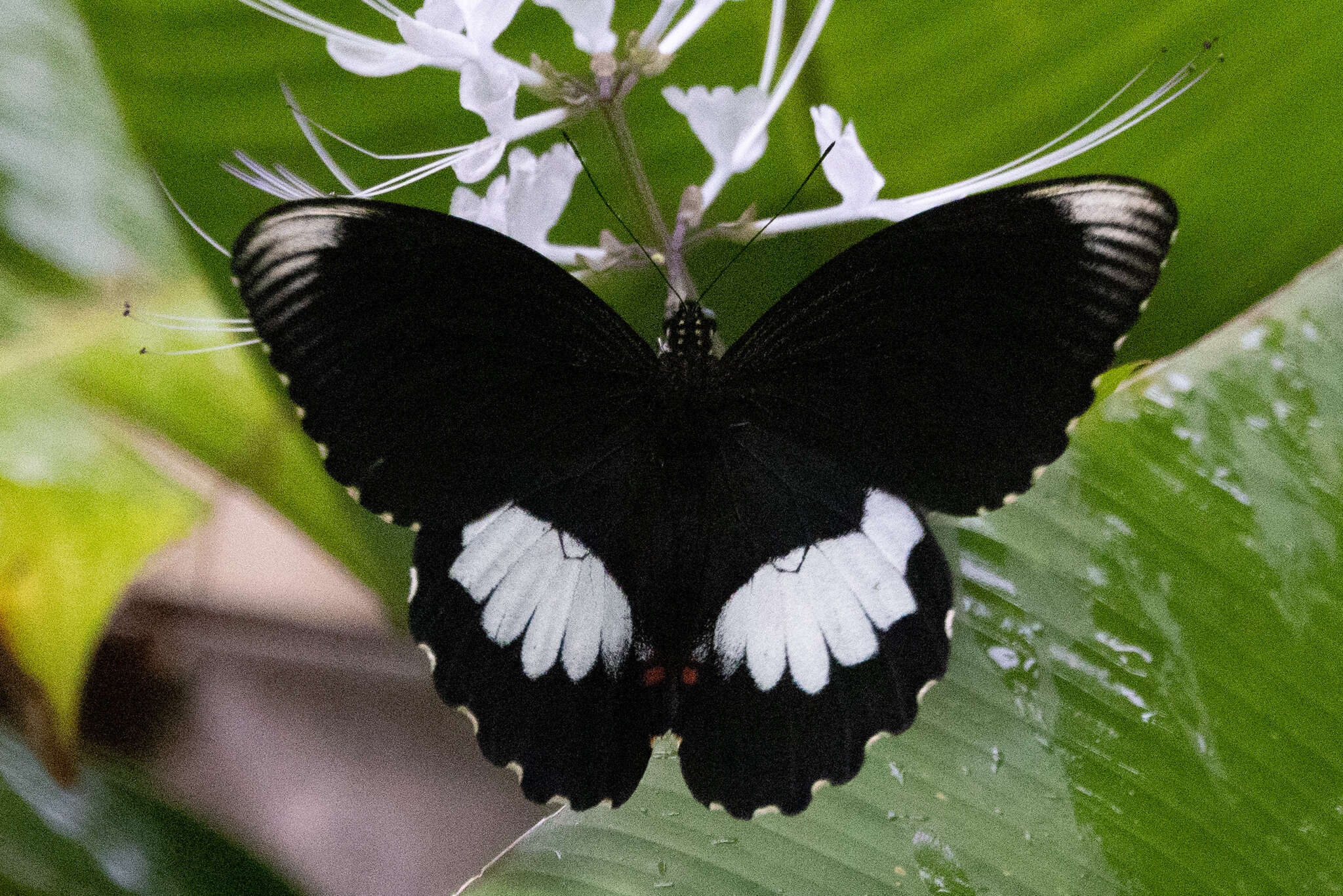 صورة Papilio ambrax Boisduval 1832