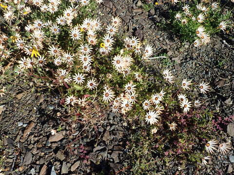 Image of glandular Cape marigold