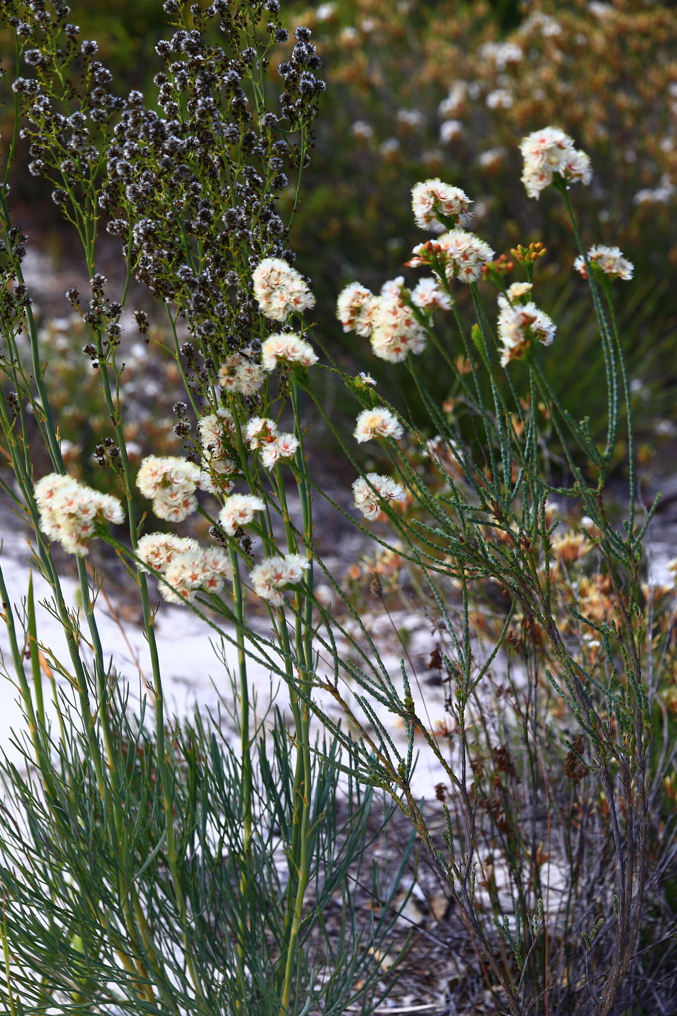 Verticordia ovalifolia Meissn. resmi