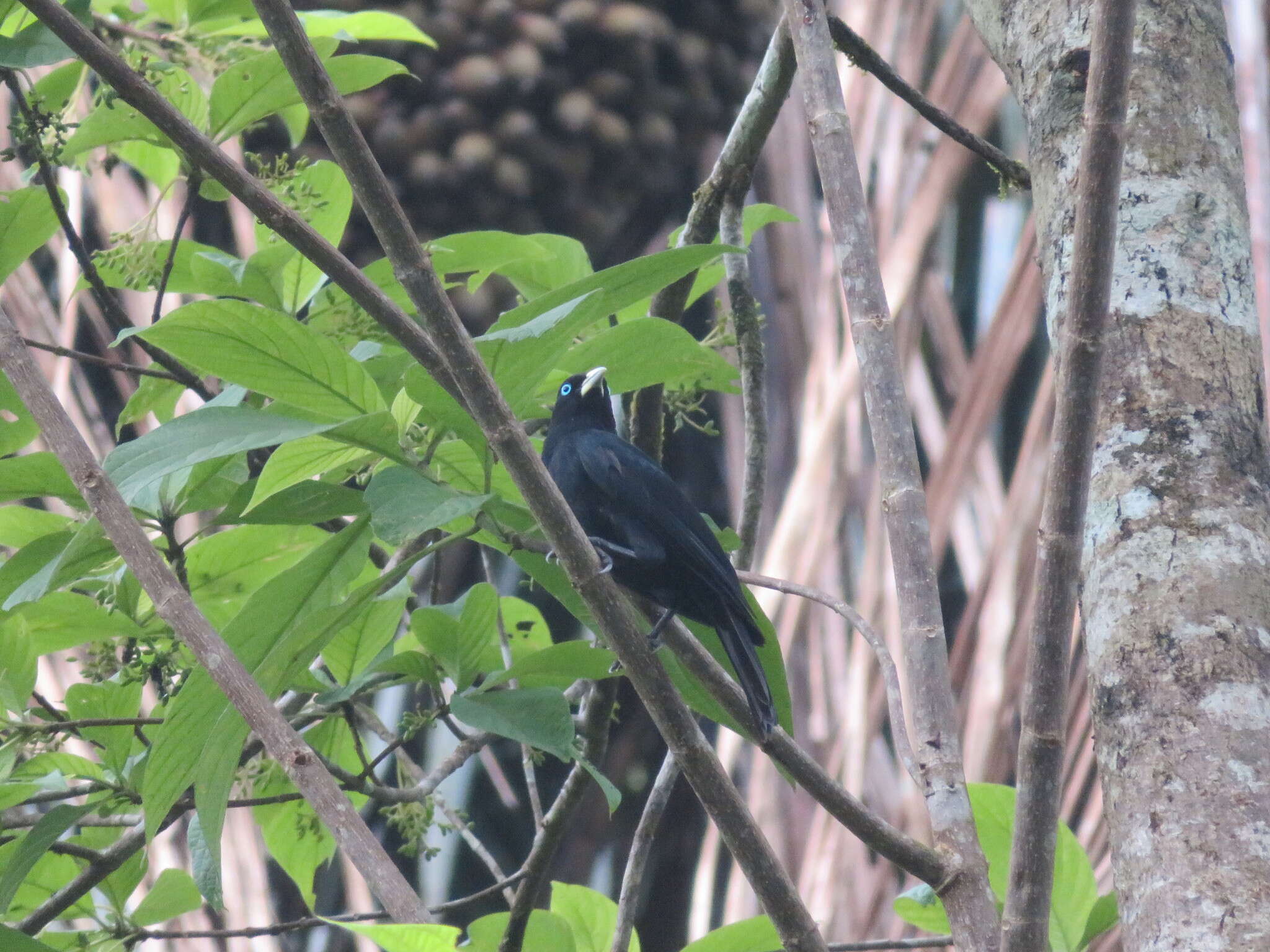 Image of Scarlet-rumped Cacique