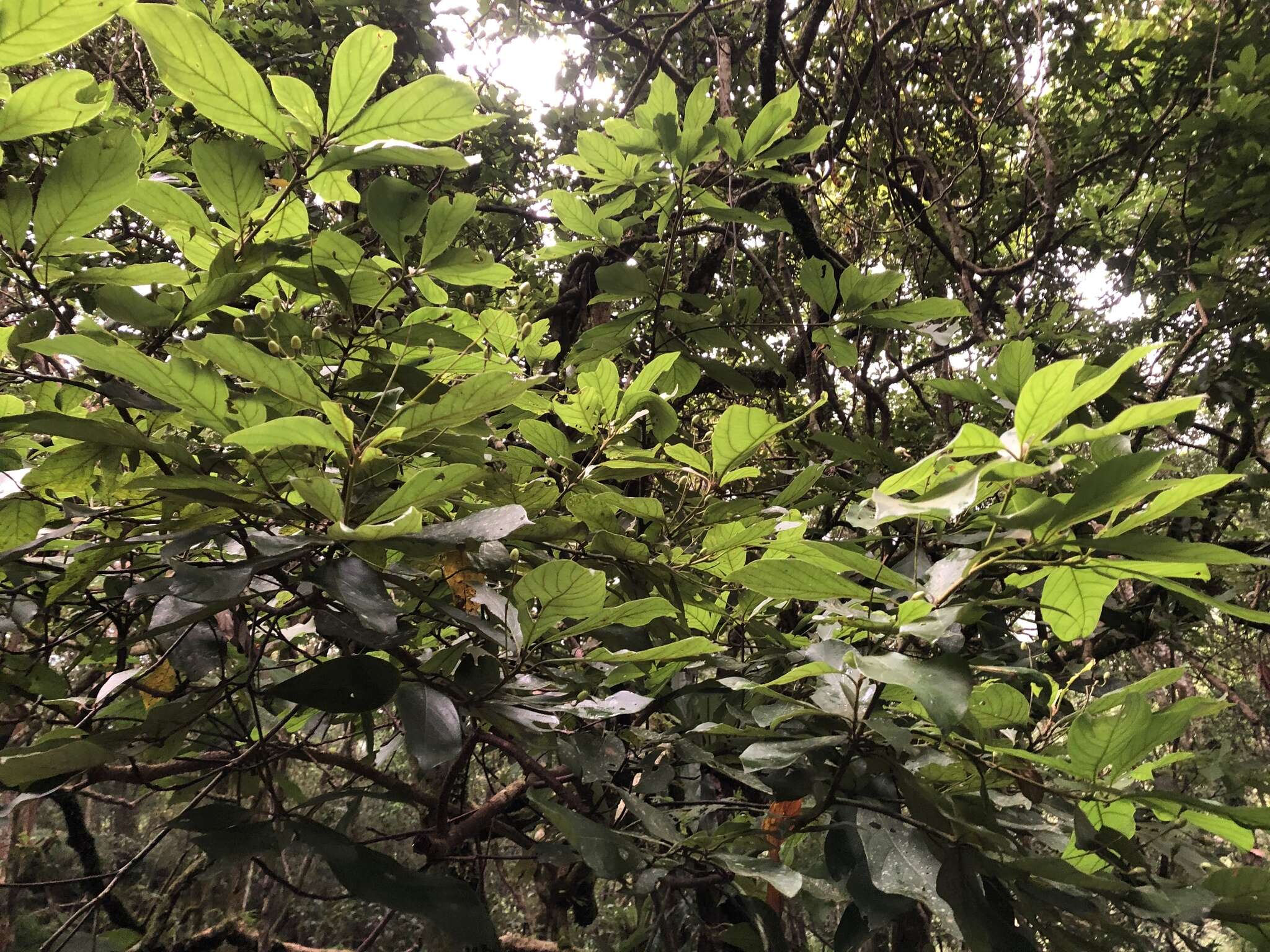 Image of Phoebe formosana (Hayata) Hayata