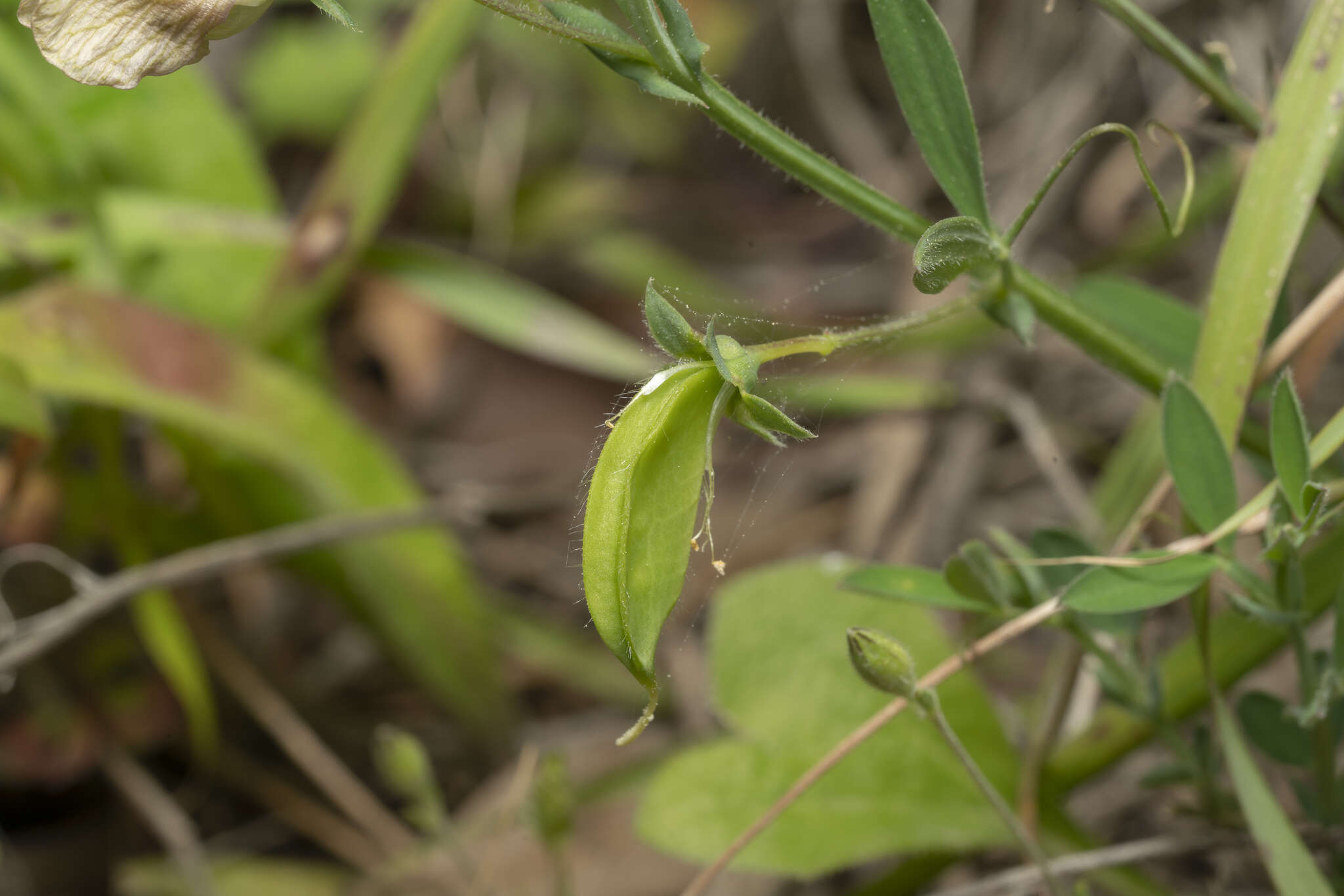 Image of Lathyrus blepharicarpus Boiss.