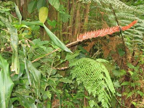 Image of Pitcairnia brittoniana (Mez) Mez