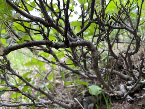 Image of mapleleaf currant