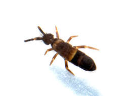 Image of Orchesella cincta argyrotoxa Latzel & R 1917