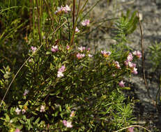 Image of Lachnaea burchellii Meissn.