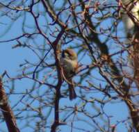 Image de Mésange à tête brune