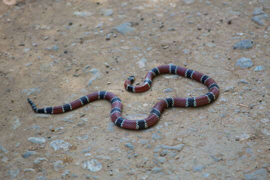 Image of Painted Coral Snake