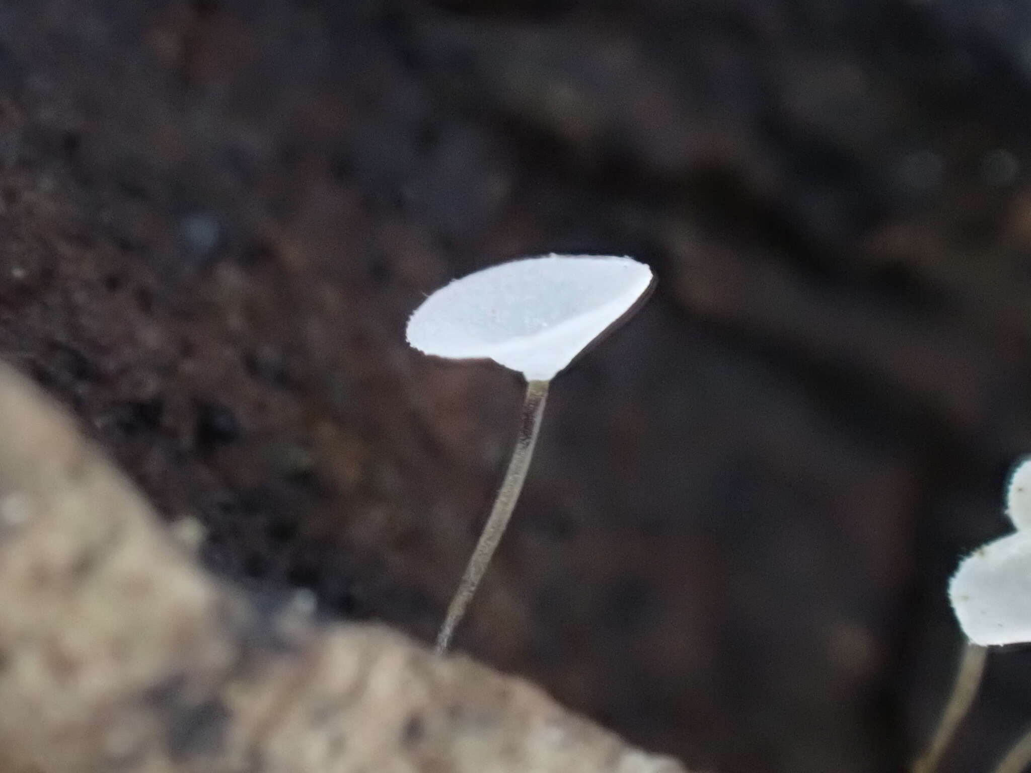 Image of Gloiocephala parvinelumbonifolia Chun Y. Deng, J. Qin & Zhu L. Yang 2015