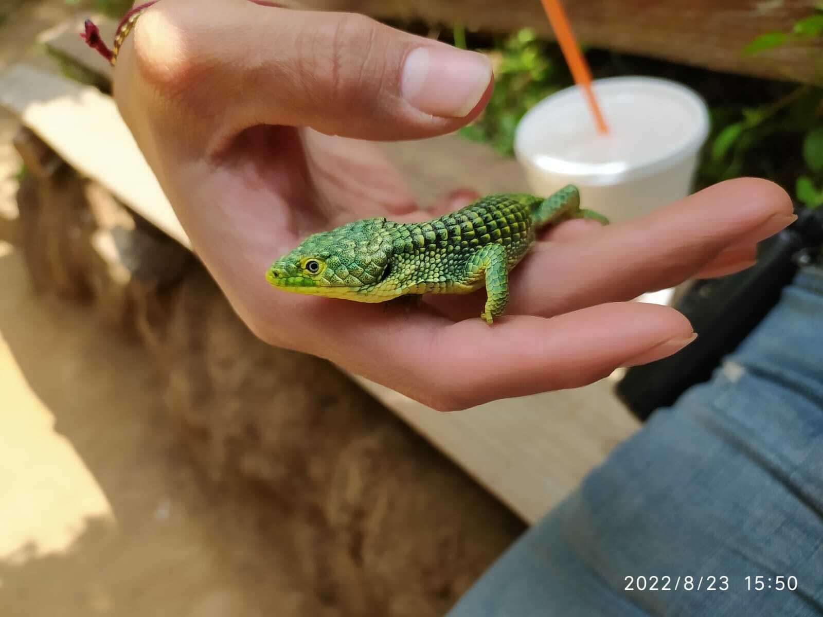 Слика од Abronia graminea (Cope 1864)