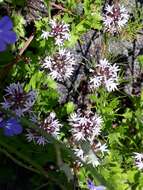 Lobelia jasionoides var. jasionoides resmi