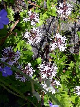 Image of Lobelia jasionoides var. jasionoides