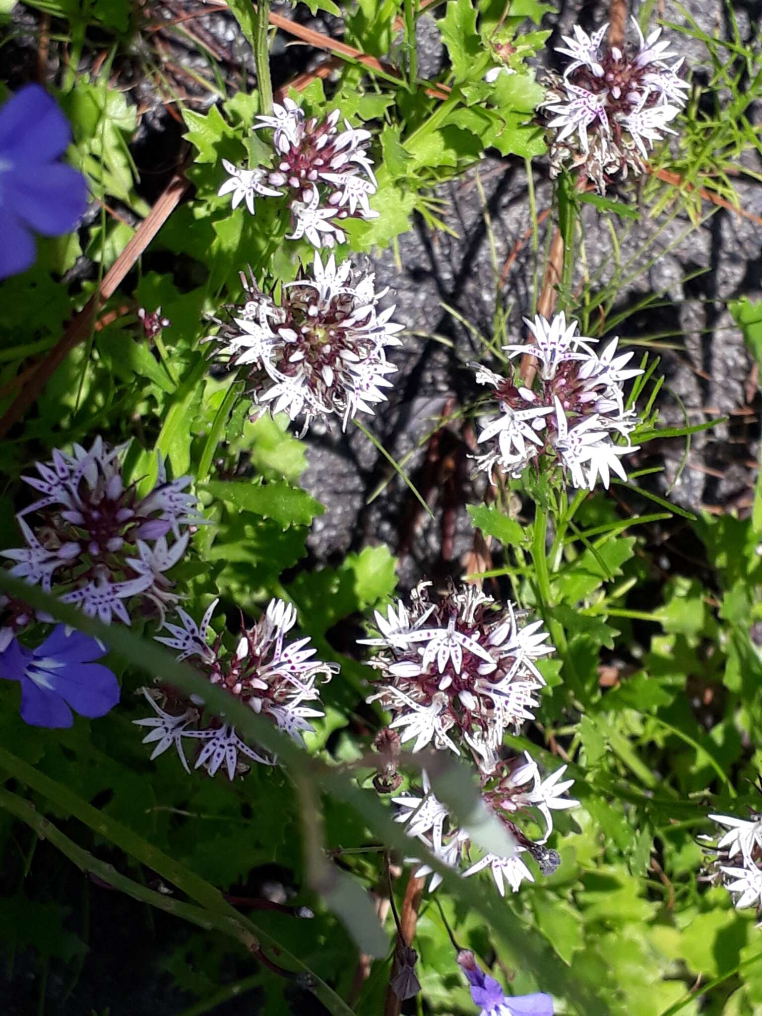 Lobelia jasionoides var. jasionoides resmi