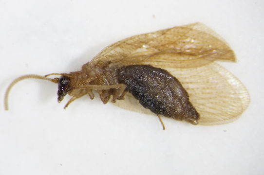 Image of <i>Hemerobius nitidulus</i> Fabricius 1777
