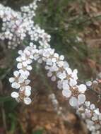 Sivun Leptospermum multicaule A. Cunn. kuva