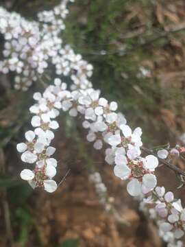 Image of Leptospermum multicaule A. Cunn.