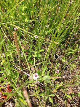 Phyla nodiflora (L.) Greene resmi