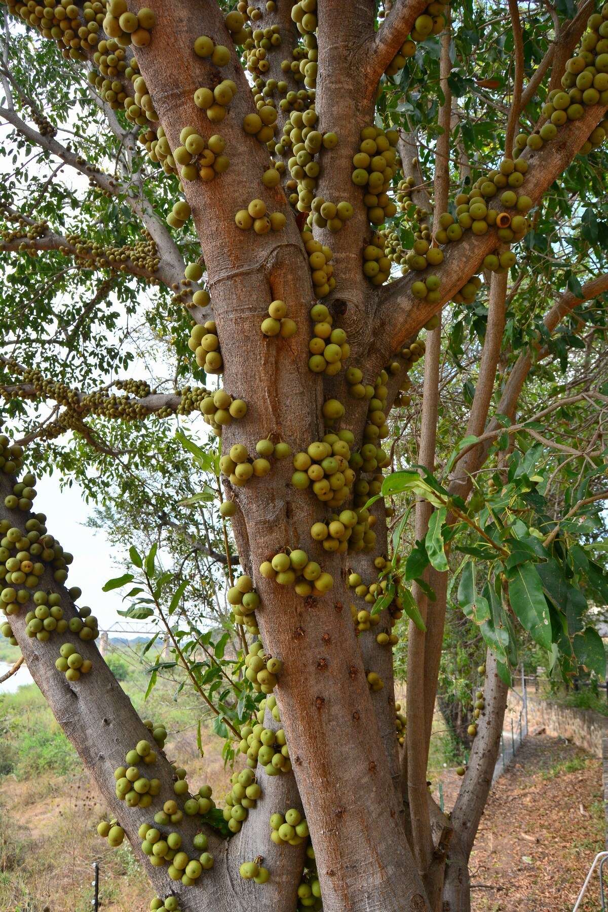 Image of Knobbly fig