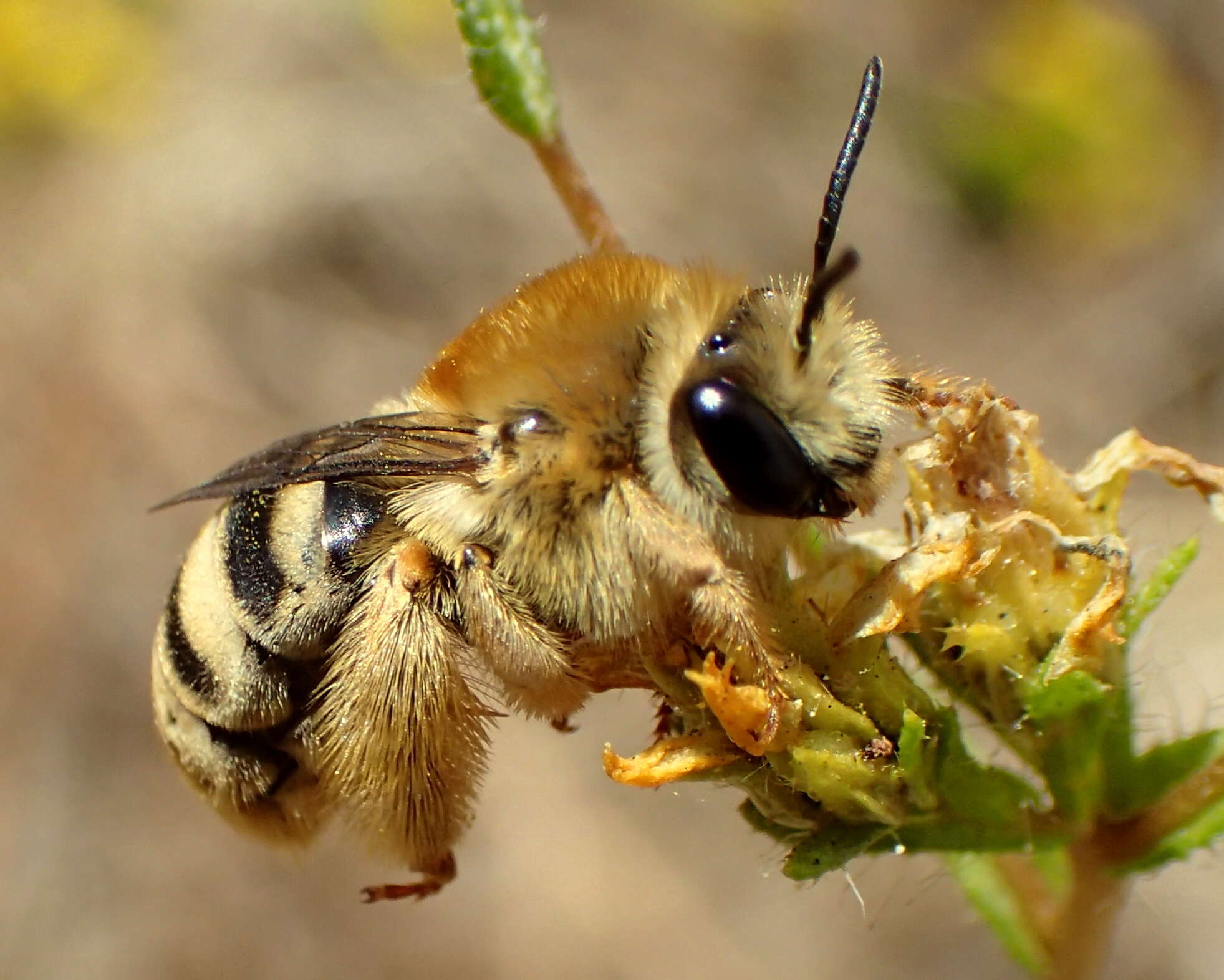 Image of Tetraloniella pomonae (Cockerell 1915)