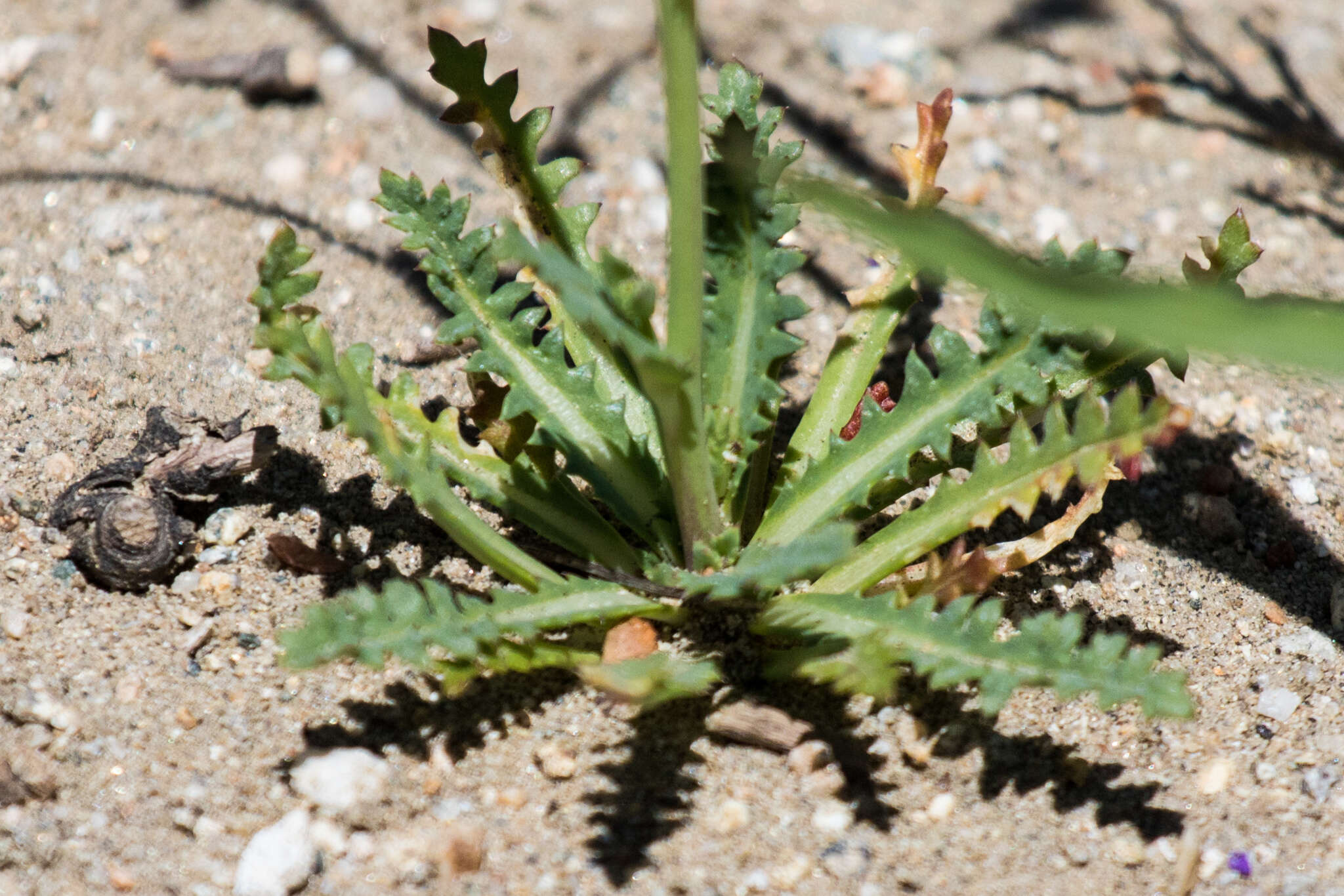 Image of coastal gilia