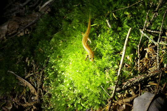 Image of Santeetlah Dusky Salamander