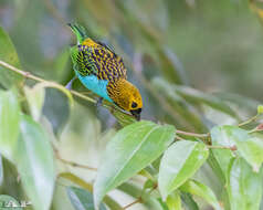 Image of Gilt-edged Tanager